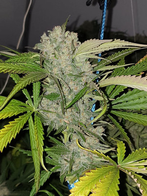 Monster Bud Kush (Zamnesia Seeds) Feminisoidut Monster Bud Kush (Zamnesia Seeds) Feminisoidut