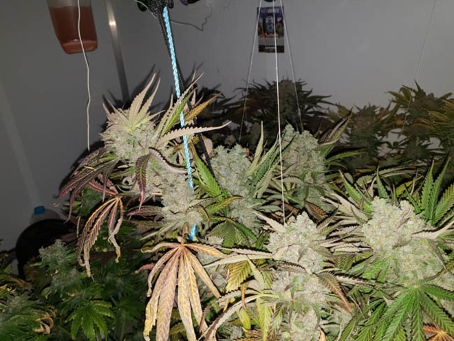 Monster Bud Kush (Zamnesia Seeds) Feminisoidut Monster Bud Kush (Zamnesia Seeds) Feminisoidut
