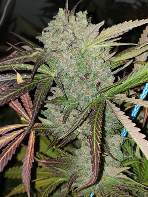 Monster Bud Kush (Zamnesia Seeds) Feminisoidut Monster Bud Kush (Zamnesia Seeds) Feminisoidut