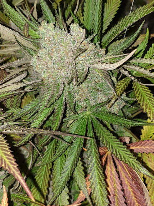Monster Bud Kush (Zamnesia Seeds) Feminisoidut Monster Bud Kush (Zamnesia Seeds) Feminisoidut