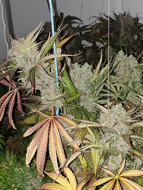 Monster Bud Kush (Zamnesia Seeds) Feminisoidut Monster Bud Kush (Zamnesia Seeds) Feminisoidut