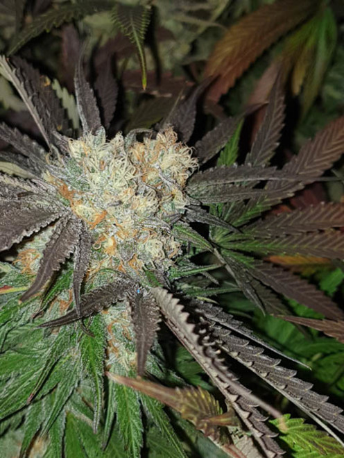 Monster Bud Kush (Zamnesia Seeds) Feminisoidut Monster Bud Kush (Zamnesia Seeds) Feminisoidut