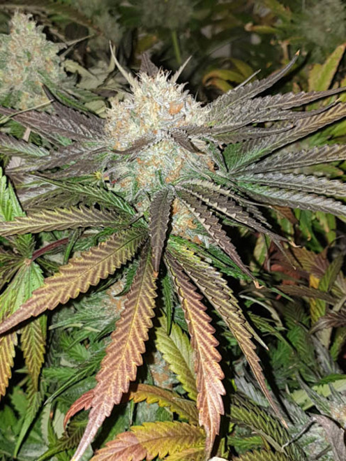 Monster Bud Kush (Zamnesia Seeds) Feminisoidut Monster Bud Kush (Zamnesia Seeds) Feminisoidut