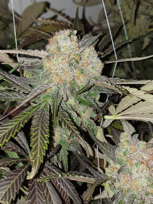 Monster Bud Kush (Zamnesia Seeds) Feminisoidut Monster Bud Kush (Zamnesia Seeds) Feminisoidut