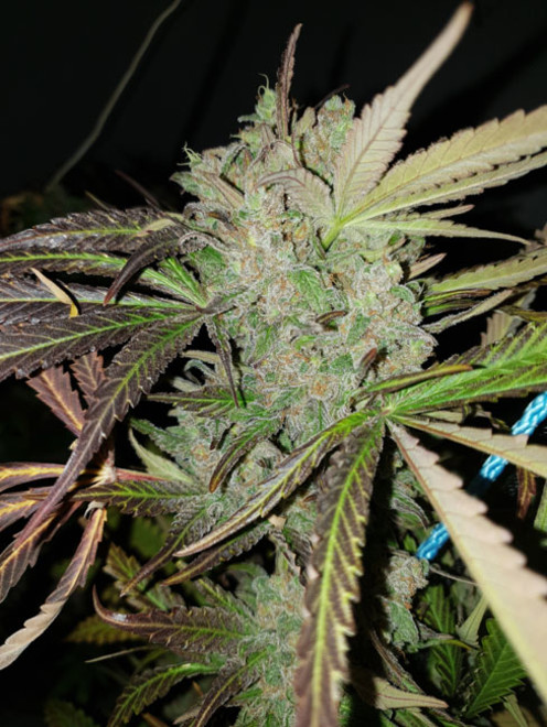 Monster Bud Kush (Zamnesia Seeds) Feminisoidut Monster Bud Kush (Zamnesia Seeds) Feminisoidut