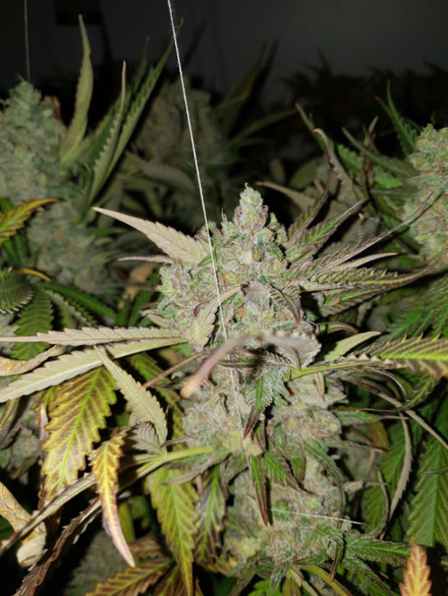 Monster Bud Kush (Zamnesia Seeds) Feminisoidut Monster Bud Kush (Zamnesia Seeds) Feminisoidut