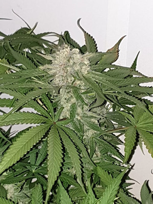 Quick Caramel XL (Zamnesia Seeds) Feminisoidut Quick Caramel XL (Zamnesia Seeds) Feminisoidut