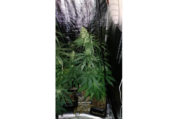 Sour Diesel (Zamnesia Seeds) Feminisoidut Sour Diesel (Zamnesia Seeds) Feminisoidut