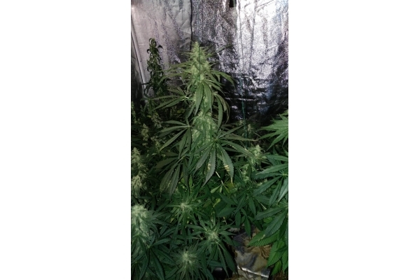 Sour Diesel (Zamnesia Seeds) Feminisoidut Sour Diesel (Zamnesia Seeds) Feminisoidut