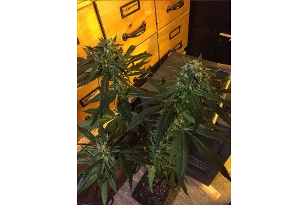 Sour Diesel (Zamnesia Seeds) Feminisoidut Sour Diesel (Zamnesia Seeds) Feminisoidut