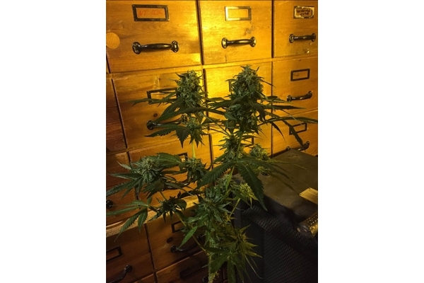 Sour Diesel (Zamnesia Seeds) Feminisoidut Sour Diesel (Zamnesia Seeds) Feminisoidut