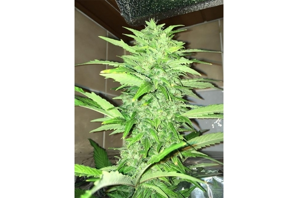 Sour Diesel (Zamnesia Seeds) Feminisoidut Sour Diesel (Zamnesia Seeds) Feminisoidut
