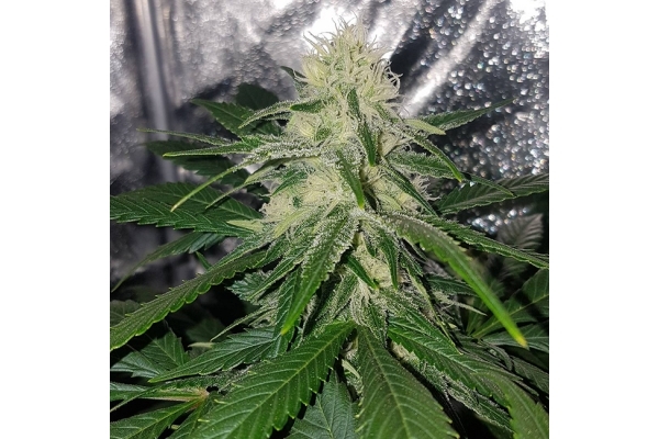 Choco Haze (Zamnesia Seeds) Feminisoidut