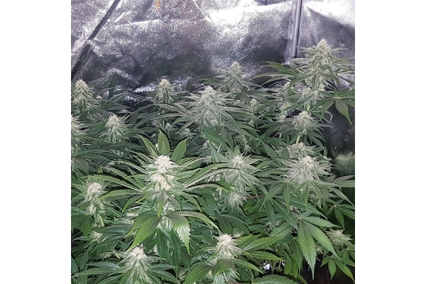 Choco Haze (Zamnesia Seeds) Feminisoidut