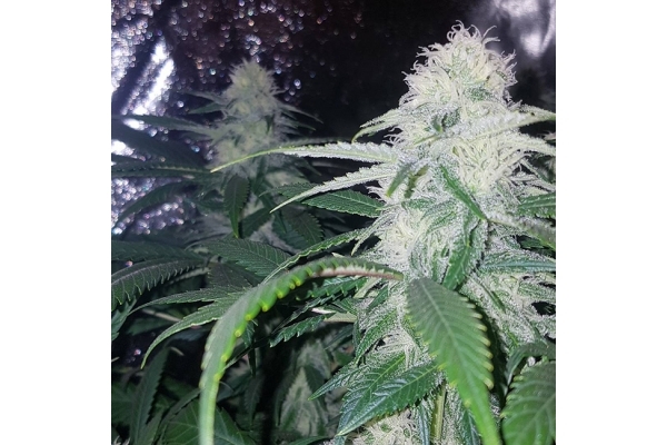 Choco Haze (Zamnesia Seeds) Feminisoidut