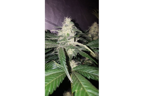 Choco Haze (Zamnesia Seeds) Feminisoidut