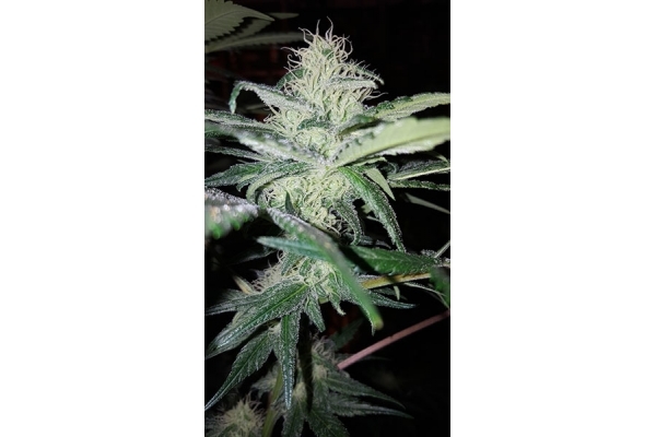 Choco Haze (Zamnesia Seeds) Feminisoidut