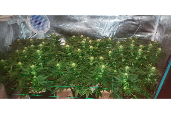 Choco Haze (Zamnesia Seeds) Feminisoidut