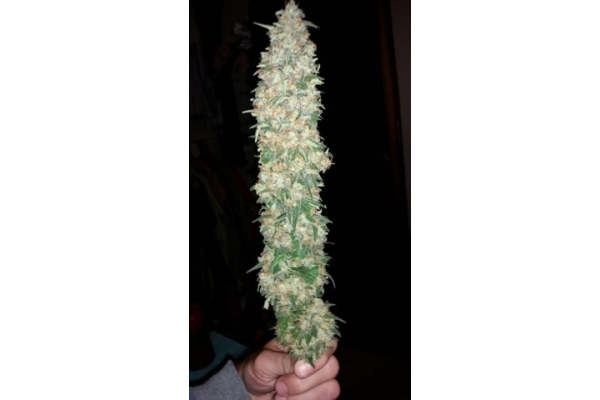 Classic Skunk (Zamnesia Seeds) Feminisoidut Classic Skunk (Zamnesia Seeds) Feminisoidut