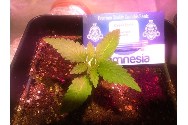Classic Skunk (Zamnesia Seeds) Feminisoidut Classic Skunk (Zamnesia Seeds) Feminisoidut