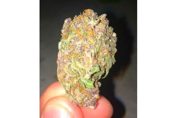 Blueberry Autoflower (Zamnesia Seeds) Feminisoidut Blueberry Autoflower (Zamnesia Seeds) Feminisoidut
