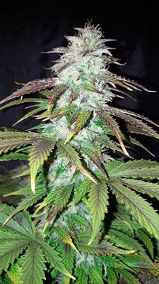 Blueberry Autoflower (Zamnesia Seeds) Feminisoidut Blueberry Autoflower (Zamnesia Seeds) Feminisoidut