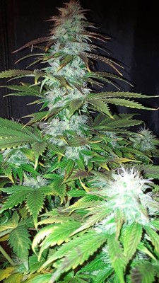 Blueberry Autoflower (Zamnesia Seeds) Feminisoidut Blueberry Autoflower (Zamnesia Seeds) Feminisoidut