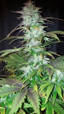 Blueberry Autoflower (Zamnesia Seeds) Feminisoidut Blueberry Autoflower (Zamnesia Seeds) Feminisoidut