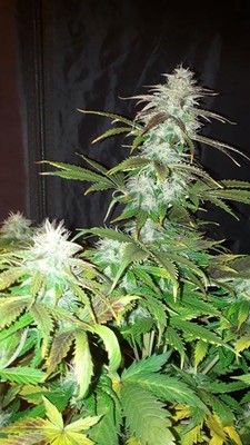 Blueberry Autoflower (Zamnesia Seeds) Feminisoidut Blueberry Autoflower (Zamnesia Seeds) Feminisoidut