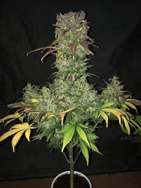 Blueberry Autoflower (Zamnesia Seeds) Feminisoidut Blueberry Autoflower (Zamnesia Seeds) Feminisoidut