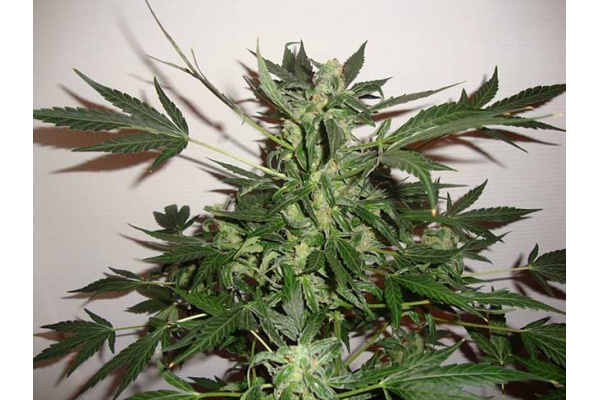 Critical Autoflower (Zamnesia Seeds) Feminisoidut Critical Autoflower (Zamnesia Seeds) Feminisoidut