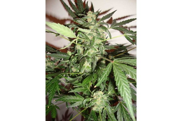 Critical Autoflower (Zamnesia Seeds) Feminisoidut Critical Autoflower (Zamnesia Seeds) Feminisoidut