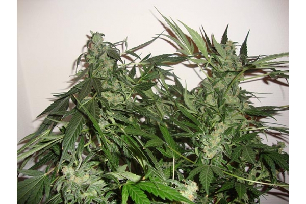 Critical Autoflower (Zamnesia Seeds) Feminisoidut Critical Autoflower (Zamnesia Seeds) Feminisoidut