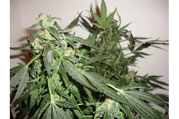 Critical Autoflower (Zamnesia Seeds) Feminisoidut Critical Autoflower (Zamnesia Seeds) Feminisoidut