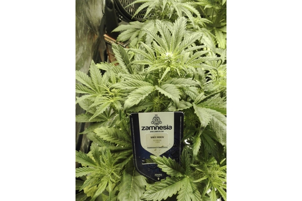 White Widow Autoflower (Zamnesia Seeds) Feminisoidut White Widow Autoflower (Zamnesia Seeds) Feminisoidut