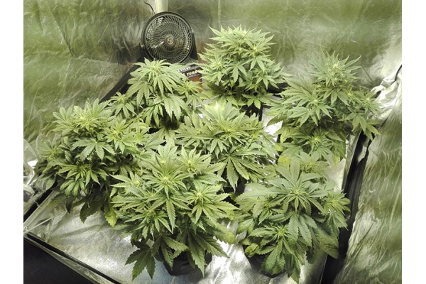 White Widow Autoflower (Zamnesia Seeds) Feminisoidut White Widow Autoflower (Zamnesia Seeds) Feminisoidut