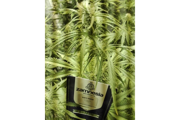 White Widow Autoflower (Zamnesia Seeds) Feminisoidut White Widow Autoflower (Zamnesia Seeds) Feminisoidut