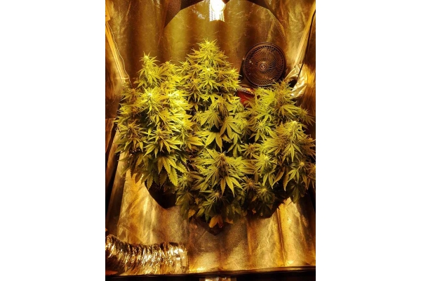 White Widow Autoflower (Zamnesia Seeds) Feminisoidut White Widow Autoflower (Zamnesia Seeds) Feminisoidut