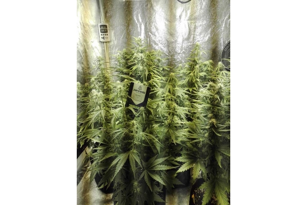White Widow Autoflower (Zamnesia Seeds) Feminisoidut White Widow Autoflower (Zamnesia Seeds) Feminisoidut
