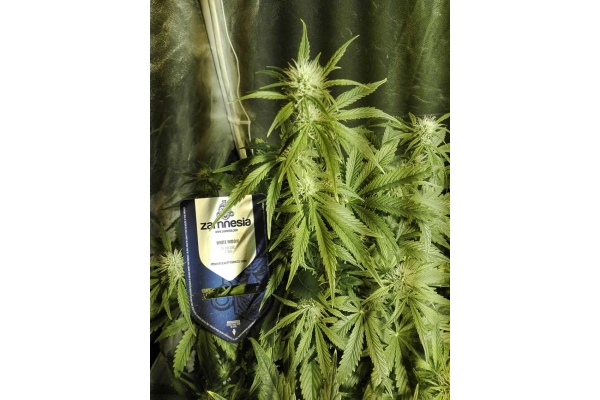 White Widow Autoflower (Zamnesia Seeds) Feminisoidut White Widow Autoflower (Zamnesia Seeds) Feminisoidut