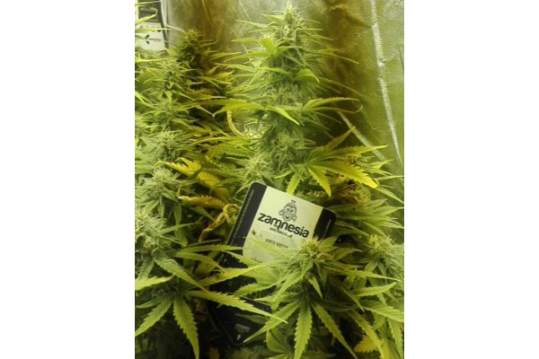 White Widow Autoflower (Zamnesia Seeds) Feminisoidut White Widow Autoflower (Zamnesia Seeds) Feminisoidut