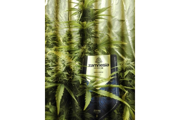 White Widow Autoflower (Zamnesia Seeds) Feminisoidut White Widow Autoflower (Zamnesia Seeds) Feminisoidut