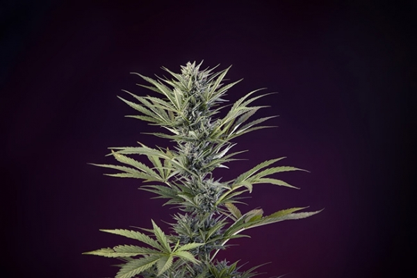 Sticky Beast Autoflower (Zamnesia Seeds) Feminisoidut