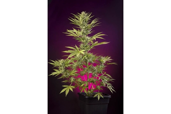 Sticky Beast Autoflower (Zamnesia Seeds) Feminisoidut