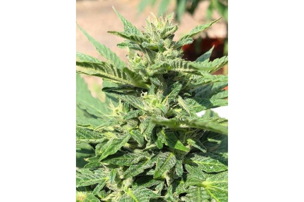 Sticky Beast Autoflower (Zamnesia Seeds) Feminisoidut