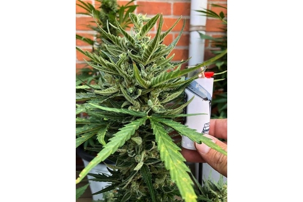 Sticky Beast Autoflower (Zamnesia Seeds) Feminisoidut