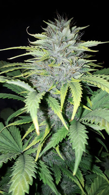 Sticky Beast Autoflower (Zamnesia Seeds) Feminisoidut