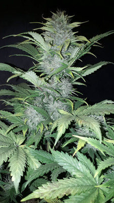Sticky Beast Autoflower (Zamnesia Seeds) Feminisoidut
