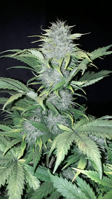 Sticky Beast Autoflower (Zamnesia Seeds) Feminisoidut