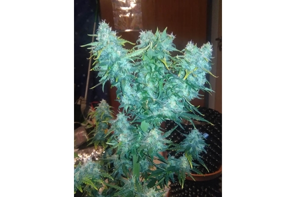 Diesel Autoflower (Zamnesia Seeds) Feminisoidut Diesel Autoflower (Zamnesia Seeds) Feminisoidut